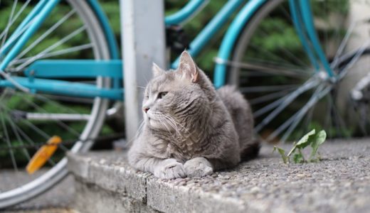 「邪魔だったから」路上にあった自転車を線路に投げ入れた男逮捕